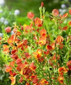 Roots Plants All Shrubs Cytisus Lena