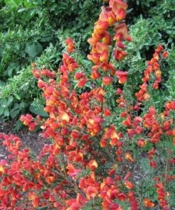 Roots Plants All Shrubs Cytisus Lena