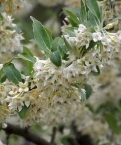 Roots Plants Oleaster Compacta | Elaeagnus Ebbingei Compacta