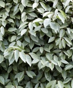 Roots Plants Best Flowering Evergreen Shrubs Hydrangea