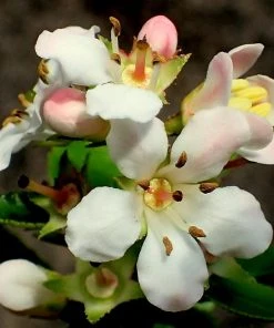 Roots Plants Escallonia Apple Blossom