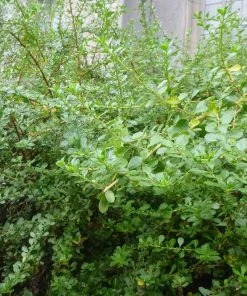 Roots Plants Escallonia Apple Blossom