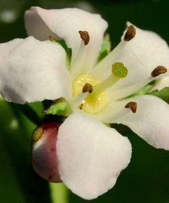 Roots Plants Escallonia Apple Blossom
