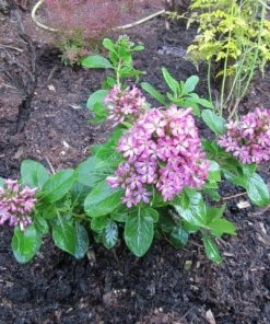 Roots Plants Escallonia Pink Elle