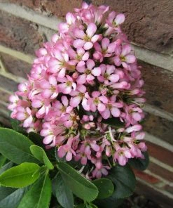 Roots Plants Escallonia Pink Elle