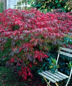 Roots Plants Euonymus Alatus Blade Runner
