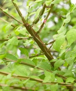 Roots Plants Euonymus Alatus Blade Runner