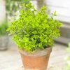 Roots Plants Euonymus Emerald 'n' Gold