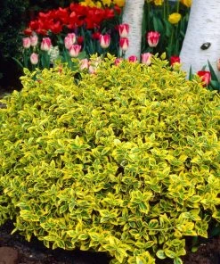 Roots Plants Euonymus Emerald 'n' Gold 11 Roots Plants Euonymus Emerald 'n' Gold