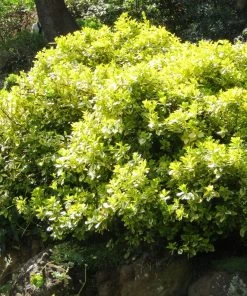 Roots Plants Euonymus Emerald 'n' Gold 12 Roots Plants Euonymus Emerald 'n' Gold