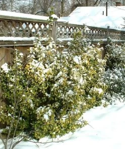 Roots Plants Euonymus Emerald 'n' Gold 15 Roots Plants Euonymus Emerald 'n' Gold