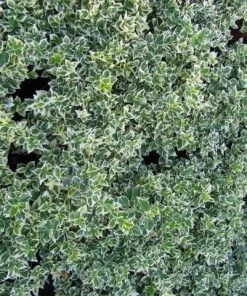 Roots Plants Euonymus Emerald Gaiety 12 Roots Plants Euonymus Emerald Gaiety