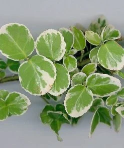 Roots Plants Euonymus Emerald Gaiety 14 Roots Plants Euonymus Emerald Gaiety