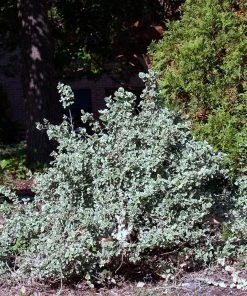 Roots Plants Euonymus Emerald Gaiety 15 Roots Plants Euonymus Emerald Gaiety