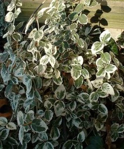 Roots Plants Euonymus Emerald Gaiety 16 Roots Plants Euonymus Emerald Gaiety