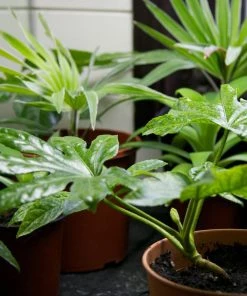 Roots Plants Fatsia Japonica 14 Roots Plants Fatsia Japonica