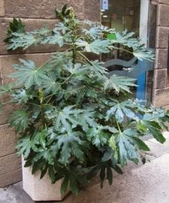 Roots Plants Fatsia Japonica 15 Roots Plants Fatsia Japonica