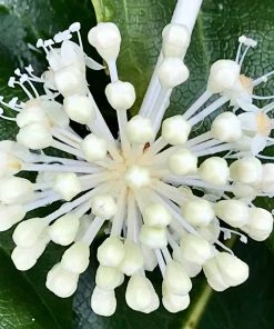 Roots Plants Fatsia Japonica 16 Roots Plants Fatsia Japonica