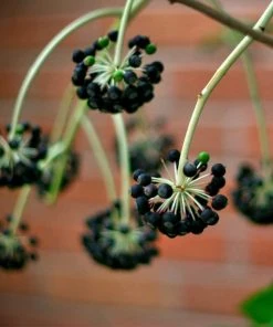 Roots Plants Fatsia Japonica 19 Roots Plants Fatsia Japonica