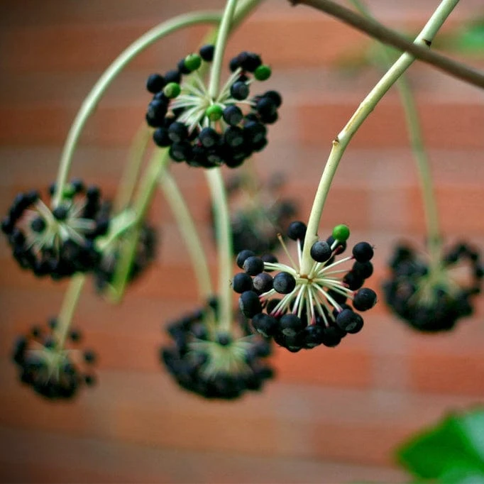 Roots Plants Fatsia Japonica 10 Roots Plants Fatsia Japonica