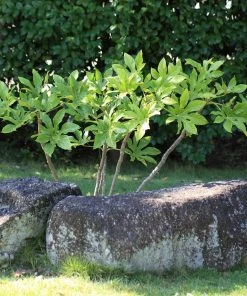 Roots Plants Fatsia Japonica 20 Roots Plants Fatsia Japonica