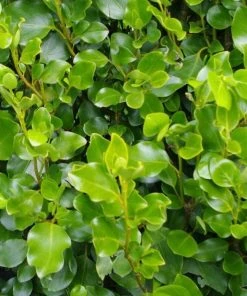 Roots Plants All Shrubs Griselinia Littoralis