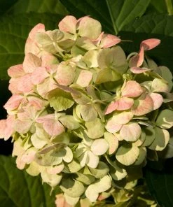 Roots Plants Hydrangea Macrophylla Madame Emile Mouillere