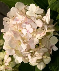 Roots Plants Hydrangea Macrophylla Madame Emile Mouillere