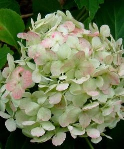 Roots Plants Hydrangea Macrophylla Madame Emile Mouillere