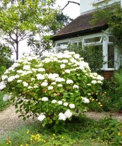 Roots Plants Hydrangea Macrophylla Madame Emile Mouillere
