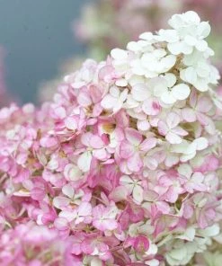 Roots Plants Hydrangea Paniculata Vanille Fraise