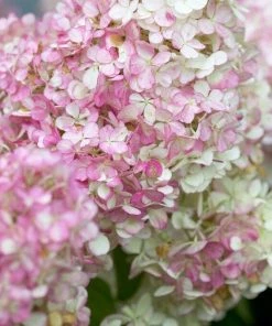 Roots Plants Hydrangea Paniculata Vanille Fraise