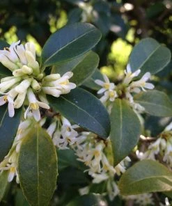 Roots Plants All Shrubs Osmanthus X Burkwoodii