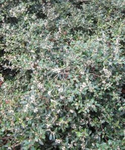 Roots Plants All Shrubs Osmanthus X Burkwoodii