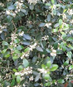 Roots Plants Ceanothus Best Evergreen Shrubs