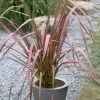Roots Plants Phormium Evening Glow All Shrubs 1 Roots Plants Phormium Evening Glow All Shrubs