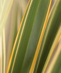 Roots Plants Phormium Golden Ray All Shrubs