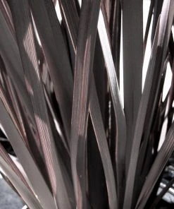 Roots Plants Phormium Platts Black All Shrubs