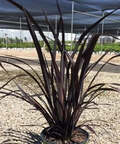 Roots Plants Phormium Platts Black All Shrubs
