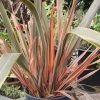 Roots Plants All Shrubs Phormium Sundowner