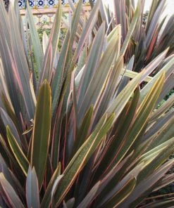 Roots Plants All Shrubs Phormium Sundowner