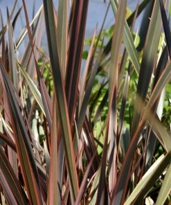 Roots Plants All Shrubs Phormium Sundowner