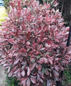 Roots Plants Photinia Pink Marble