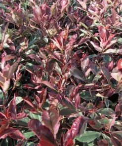 Roots Plants Photinia Pink Marble