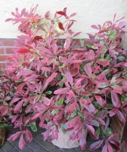 Roots Plants Photinia Pink Marble