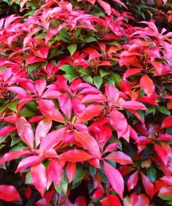 Roots Plants Photinia Red Robin All Shrubs