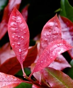 Roots Plants Photinia Red Robin All Shrubs
