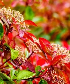 Roots Plants Photinia Red Robin All Shrubs