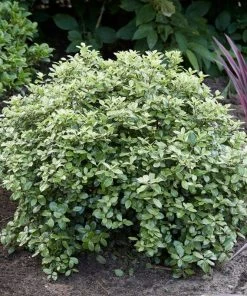 Roots Plants Pittosporum Silver Ball