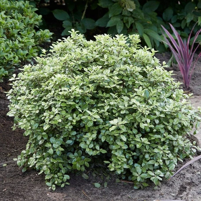Roots Plants Pittosporum Silver Ball 4 Roots Plants Pittosporum Silver Ball